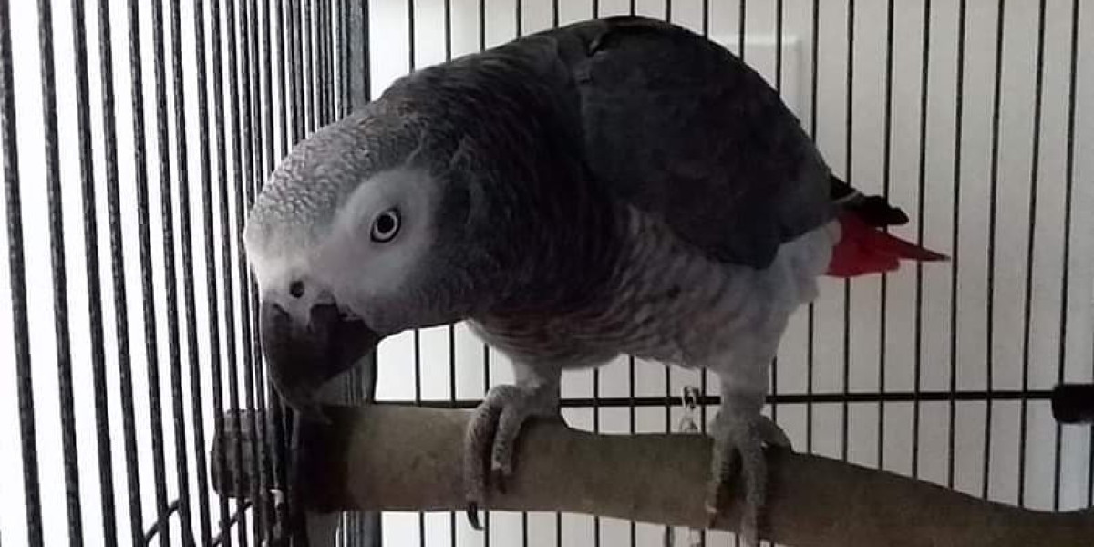 Exploring the Different Types of African Grey Parrots: A Comprehensive Guide