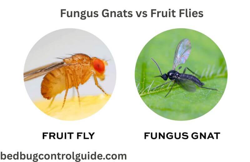 Fungus Gnats vs Fruit Flies: How to Tell Difference in 2025 - Pest Control Guides