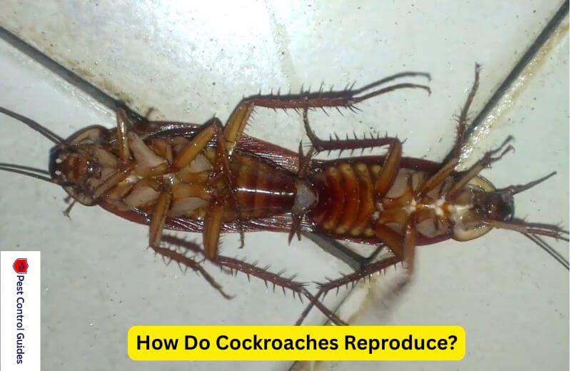How Do Cockroaches Reproduce? Life Cycle of Cockroache? Pest Control Guides